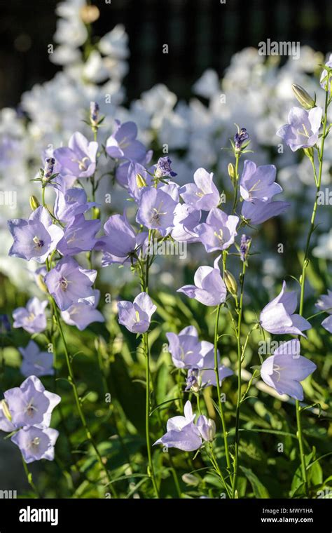 Campanula Or Canterbury Bells Flowers Stock Photo Alamy