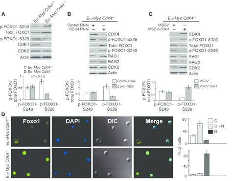 Cdk4 Dependent Control Of The Levels And Phosphorylation Of Foxo1 In