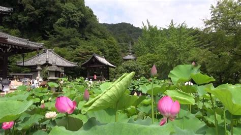 京都 6月 三室戸寺 参道の紫陽花蓮 Mimuroto ji Temple with flowers Kyoto 2013 06