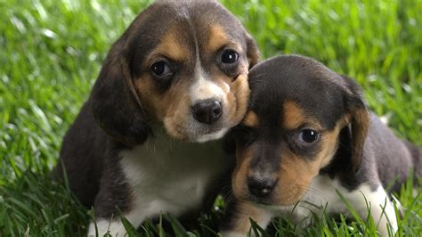 Dogs - Beagle HD desktop wallpaper : Widescreen : High Definition ...