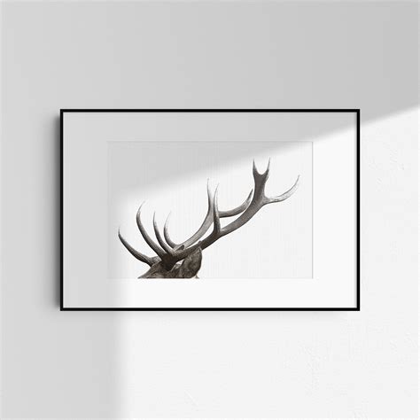 Stag Deer Antler Wall Art Forest Animals Photography - Etsy