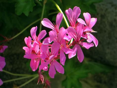 Bloem Pelargonium Geranium Gratis Foto Op Pixabay