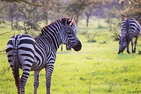 2 Days Lake Mburo National Park Safari Pakasa Tours And Safaris