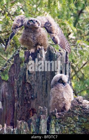 Grandes B Hos Cornudos Bubo Virginianus B Ho Guila Americana B Hos