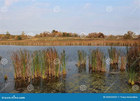 Cattails And Algae Growing In And Surrounding A Small Lake Lined With A