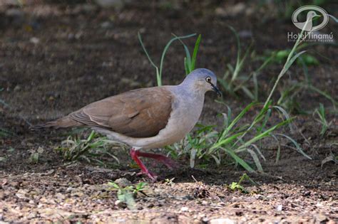 Leptotila Plumbeiceps Caminera Cabeciazul Buscada Por Los Birdlovers