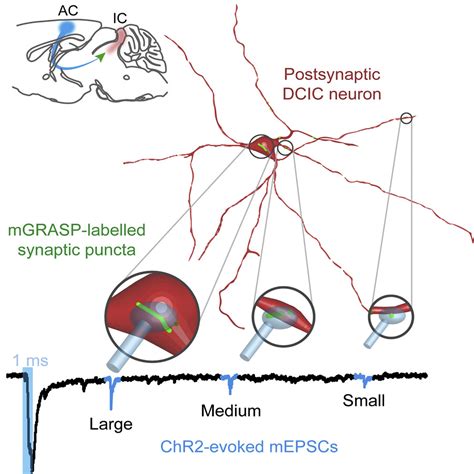 Combining Mgrasp And Optogenetics Enables High Resolution Functional