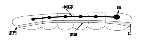 腦 - 維基百科，自由嘅百科全書