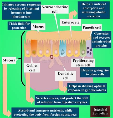 Pith Lium Intestinal Pr Sentant Des Fonctions Des Cellules