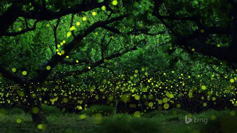 Beautiful Firefly Summer-October 2013 Bing wallpaper Preview ...