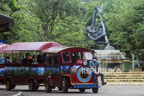 Taman Margasatwa Ragunan Hadirkan Atraksi Gorila Di Libur Natal