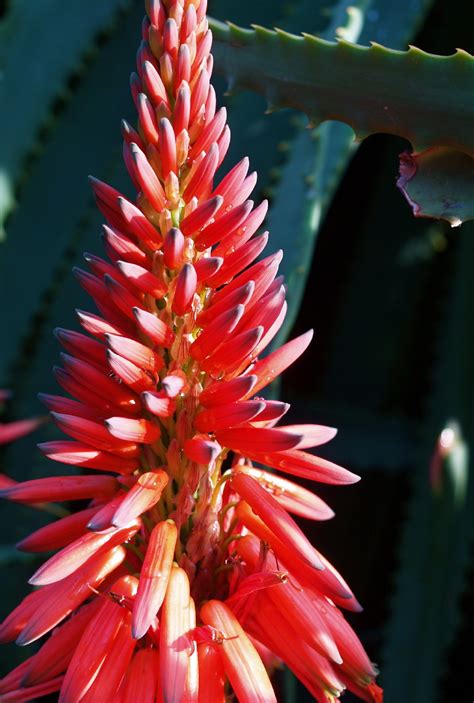 Алоэ древовидное (Aloe arborescens) - PictureThis