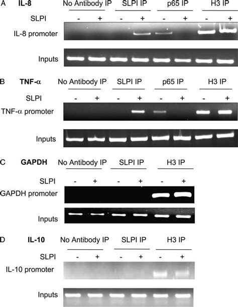 Interaction Of Slpi With Nf B Sites In Genomic Dna U Cells Were