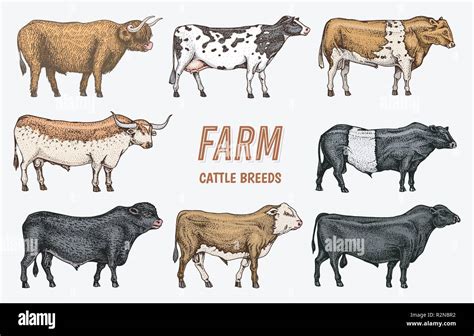 Farm Cattle Bulls And Cows Different Breeds Of Domestic Animals