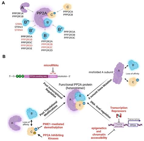 Cancers Free Full Text Pleiotropy Of Pp2a Phosphatases In Cancer