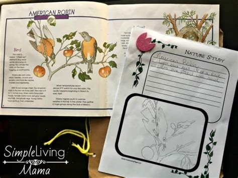 5 Tips For Keeping A Nature Notebook For Kids Simple Living Mama