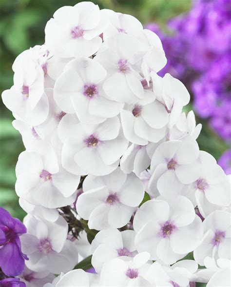 Phlox Paniculata Flame White Eye Garden Phlox Artofit