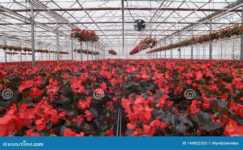 Invernadero De Cristal Grande Con Las Flores Flores Crecientes En Invernaderos Interior De Un