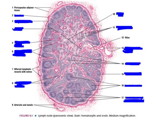 Med 101 Histology Ch 11 Lymphoid Tissue Flashcards Quizlet