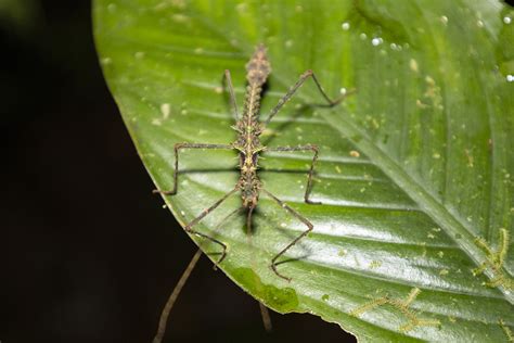 Acanthoclonia From Orito Putumayo Colombia On August 10 2023 At 09