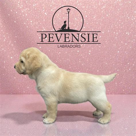 Pevensie Labradors added a new photo. - Pevensie Labradors