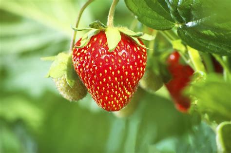 Can I Harvest Strawberry Seeds - How To Save Strawberry Seeds For ...