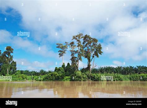 Oil Palm Plantations Hi Res Stock Photography And Images Alamy