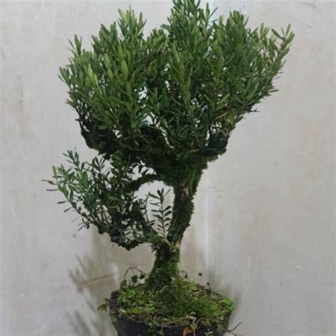 Jual Bonsai Boxus Batang Besar Shopee Indonesia