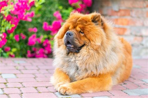 Quelle Est Lorigine Du Chow Chow Et Quelles Sont Ses Caract Ristiques