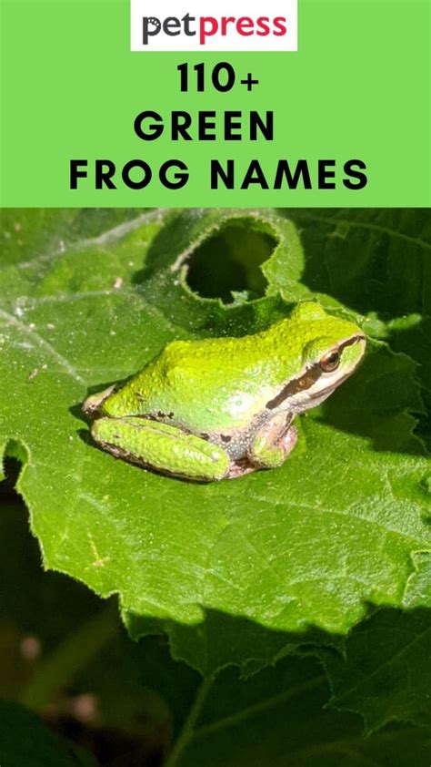 110+ Green Frog Names - Comprehensive List For Your Frog Pet