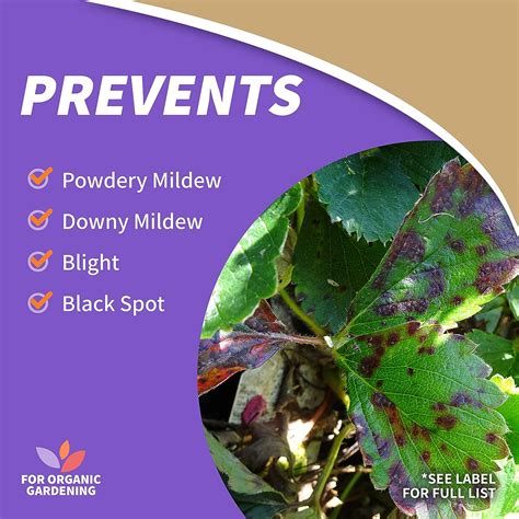 Garden Safe Fungicide Bonide Captain Jacks Copper Fungicide Oz