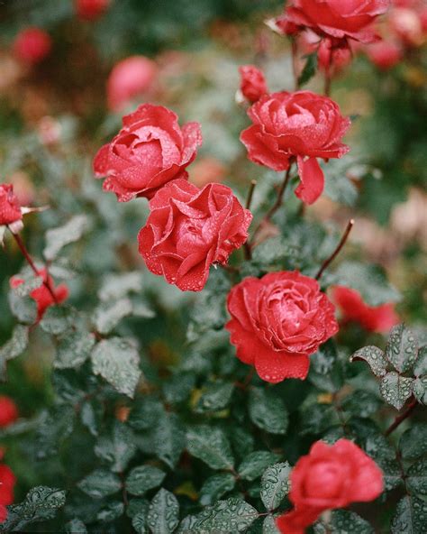 10,000+ Best Rose Bush Photos · 100% Free Download · Pexels Stock Photos