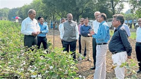 कापूस उत्पादनवाढीसाठी नव्या तंत्रज्ञानाचा प्रयोग महत्त्वाचाcotton Production