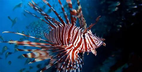 Lionfish | Fish Breeds – Information and pictures of saltwater and fresh water fish