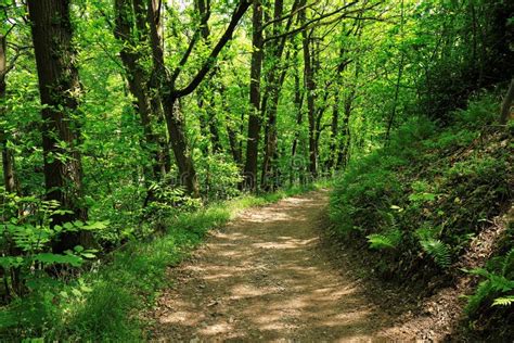 Hiking Along a Path in the Black Forest, Germany Stock Image - Image of ...