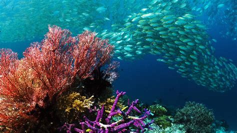 Widescreen Desktop Reef Fish Wallpaper - WallpaperSafari