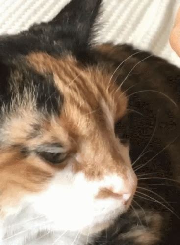 Cat Boop GIF - Cat Boop - Discover & Share GIFs