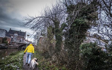 Monumentale Knotlindes In Winsum Zijn Gemeente Al Jaren Doorn In Het