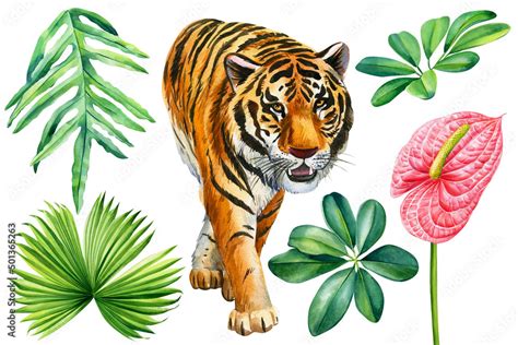 Watercolor Tropical Clipart With Tiger Palm Leaves Anthurium Flowers