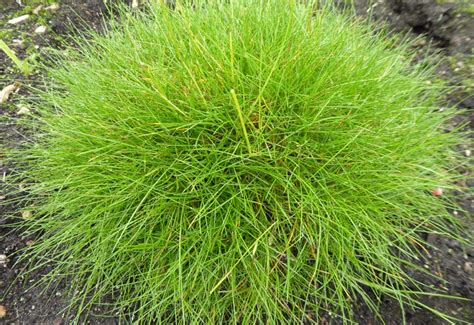 FESTUCA GAUTIERI (SCOPARIA) - Guido Van de Steen