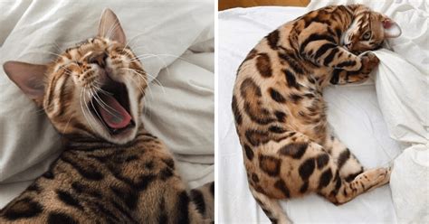 22 Bengal Beauties Cozying Up For A Pawsitively Purrfect Caturday Of