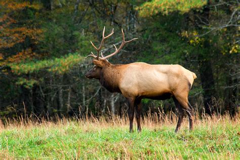 Driving Tour: Northeast Michigan Wildlife Viewing - MARVAC