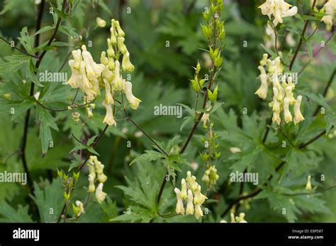 yellow wolfsbane (Aconitum lycoctonum ssp. vulparia, Aconitum vulparia ...