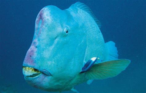 Bumphead Parrotfish Strange Looking Fish In Lombok Two Fish Divers