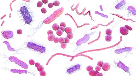 Bacteria, illustration - Stock Image - F036/5025 - Science Photo Library