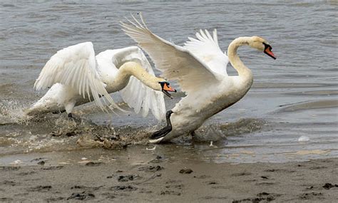 740+ Swan Fighting Stock Photos, Pictures & Royalty-Free Images - iStock