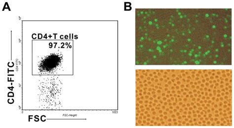 A Cd4 T Cells Were Purified By Magnetic Cell Sorting Macs The