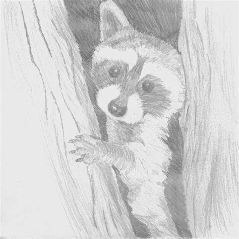 A Sketch Of A Raccoon By Rycochet On Deviantart