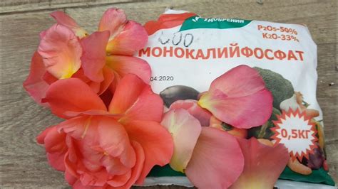 Розы. Калийные удобрения. Как выбрать. Когда и как использовать - YouTube