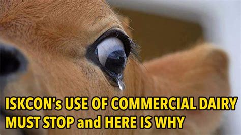 The Use Of Commercial Milk In ISKCON Temples Is An Atrocious Standard